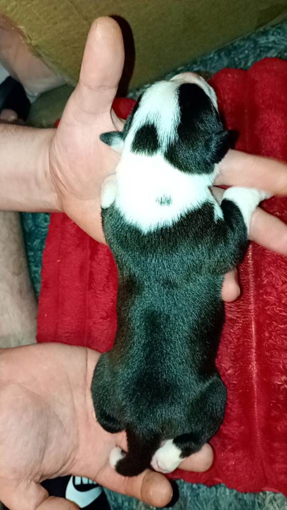 French mastiff cross staff 