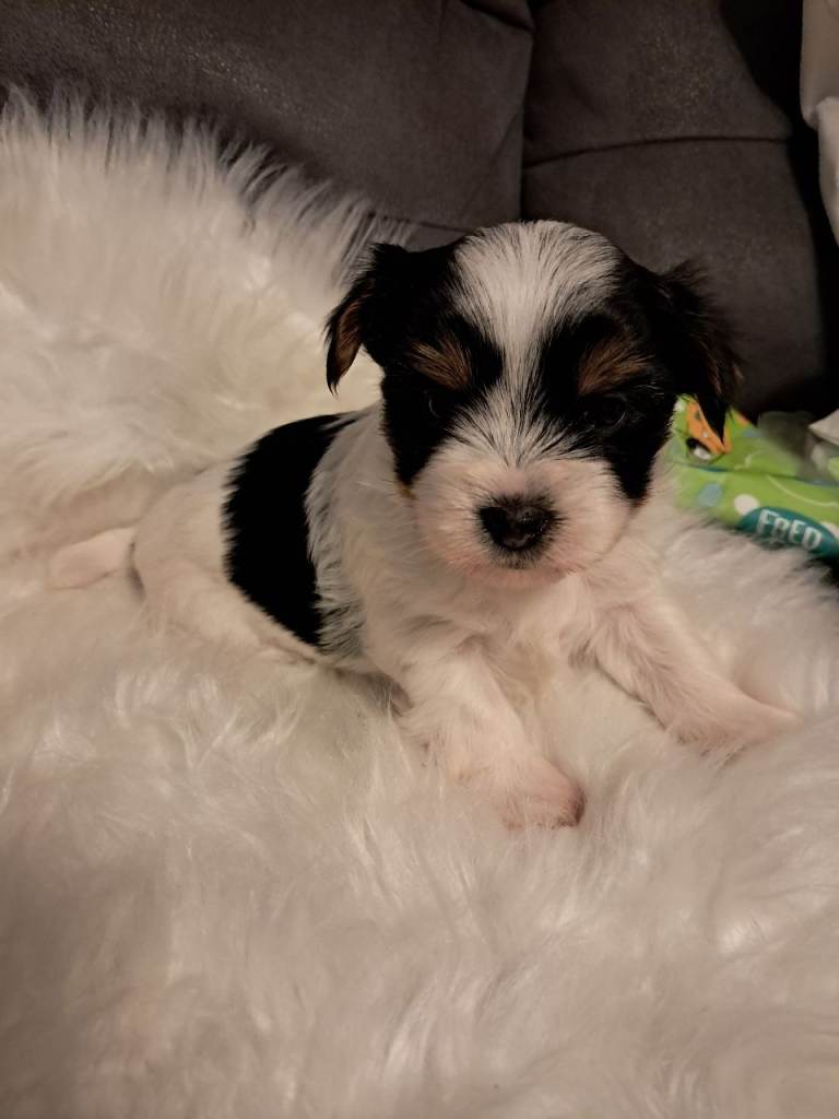 Biewer Yorkshire terriers 