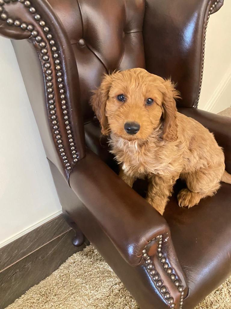 Red cockapoo puppys