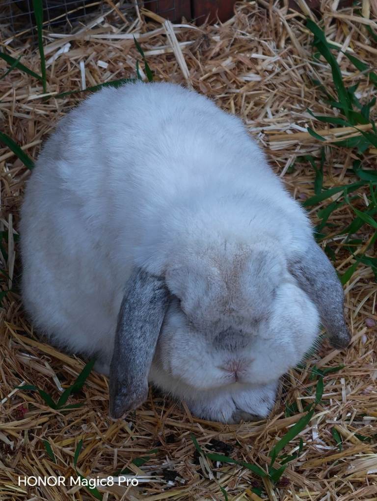 Rabbit for adoption 