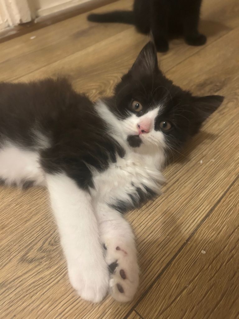     Playful & Cuddly Male Kittens Looking For Homes