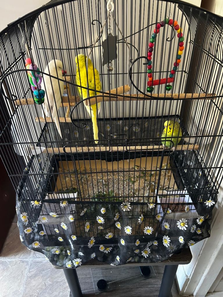 Budgies with cage