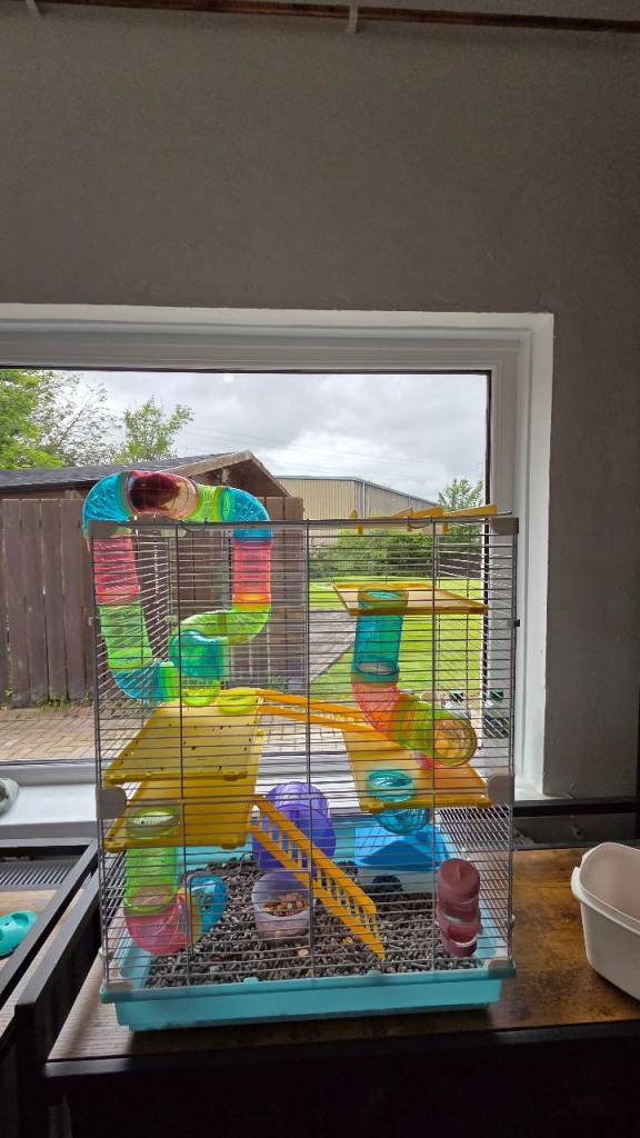 Fifi the Russian Dwarf Hamster comes with cage, play equipment ,bedding hamster ball 