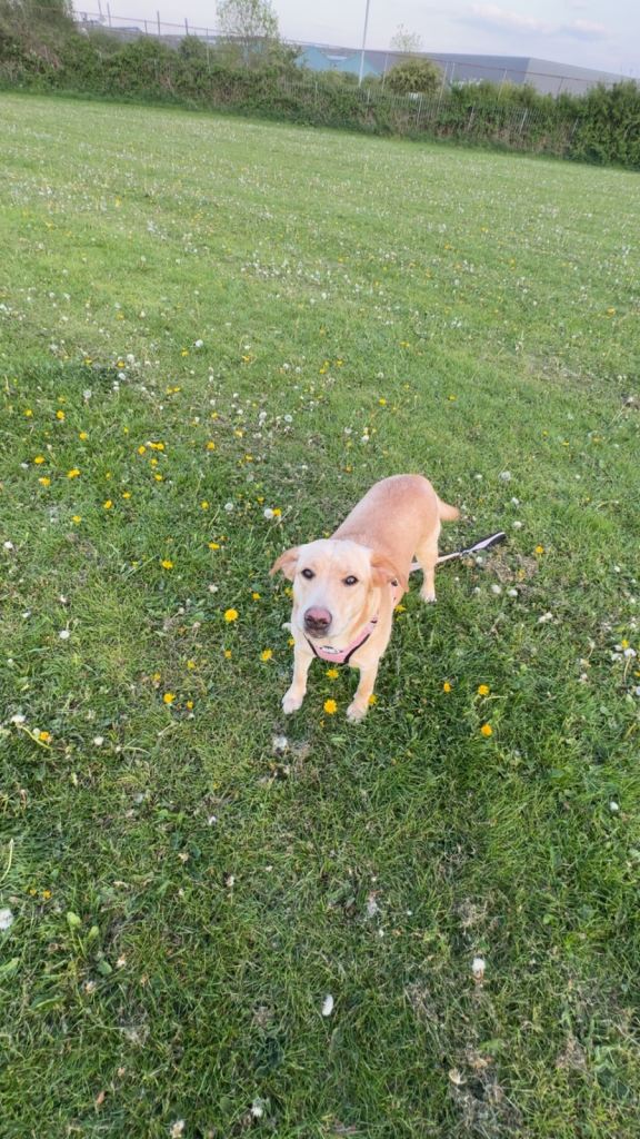 labrador 1 year old
