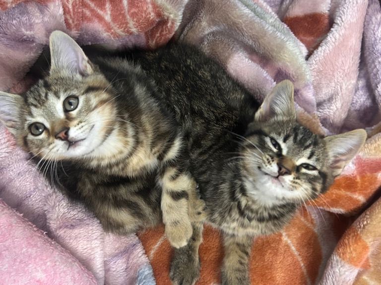 🐾 Adorable Kittens Looking for Their Forever Homes – 2 Boys 🐾