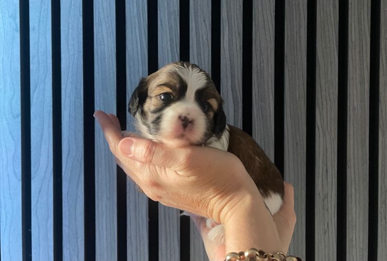 Shih Tzu x Maltese pups 