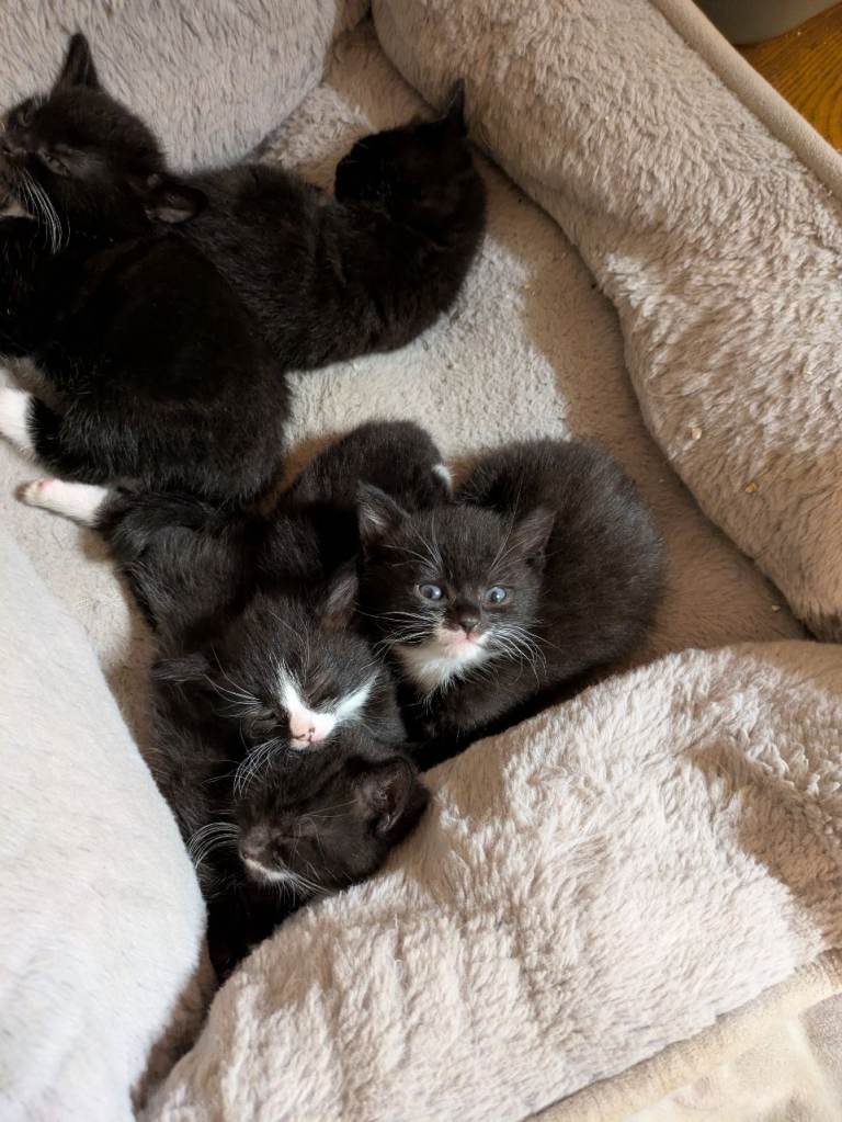 Five little cut white and black kittens 