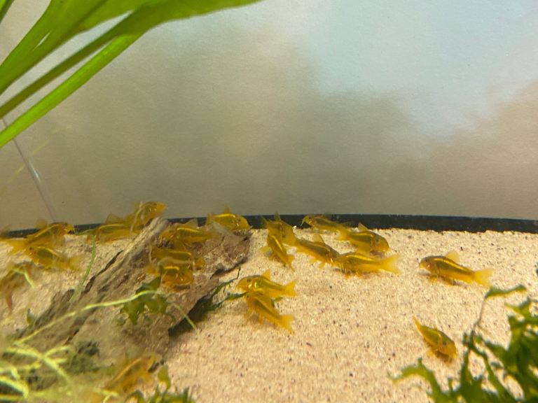 Gold Laser Corydoras 