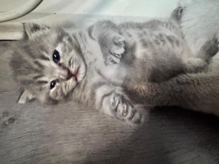 British shorthair kitten Molly 