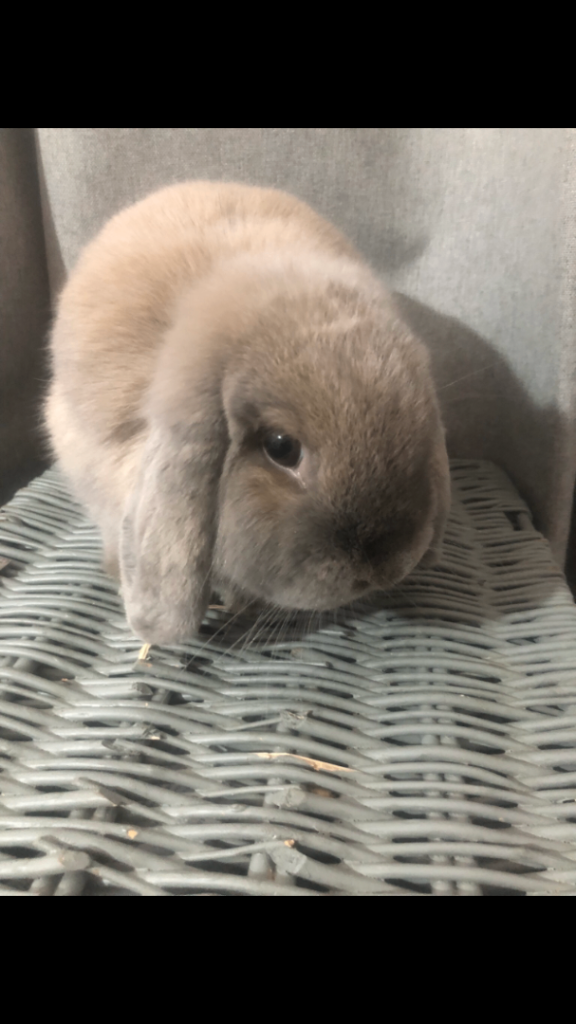Blue tort mini lop doe 1yr