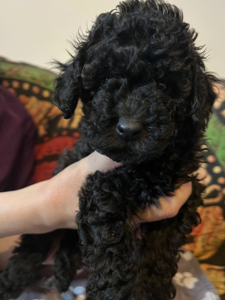 Last Gorgeous Black Male KC Registered Toy Poodle Puppy remaining.