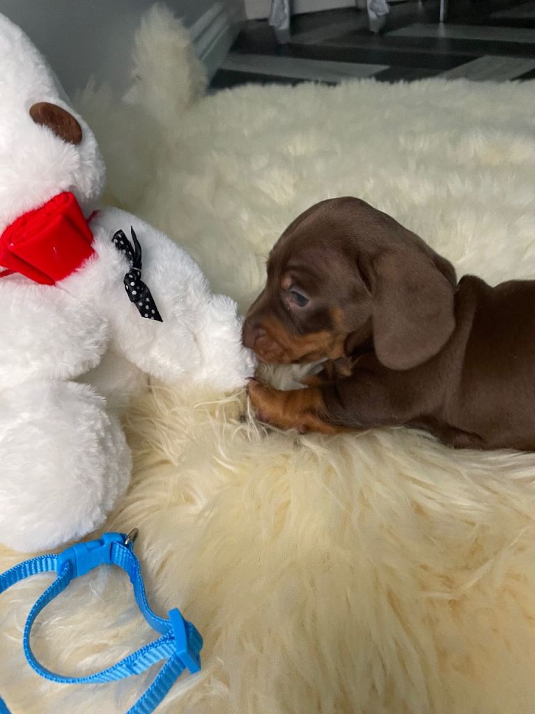 Miniature Dachshund Puppy’s  