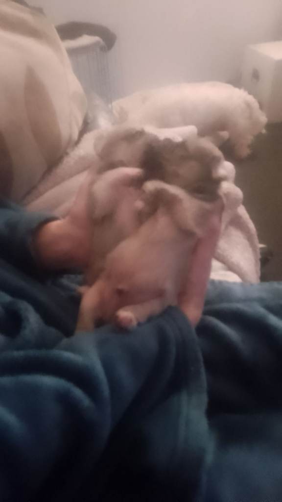 Bichon frise cross pug