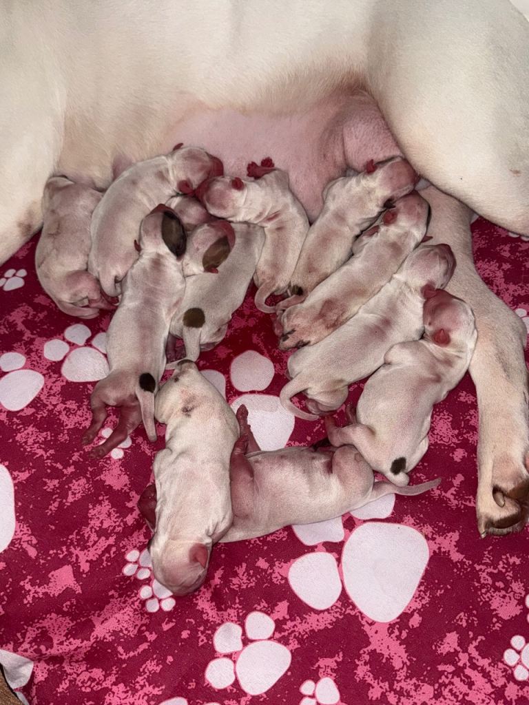 NEBBR American Bulldog Puppies! 