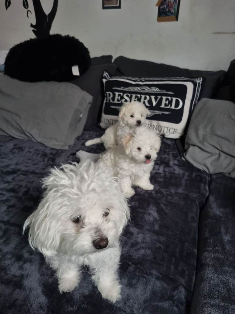 Bishon Frise toy size puppies