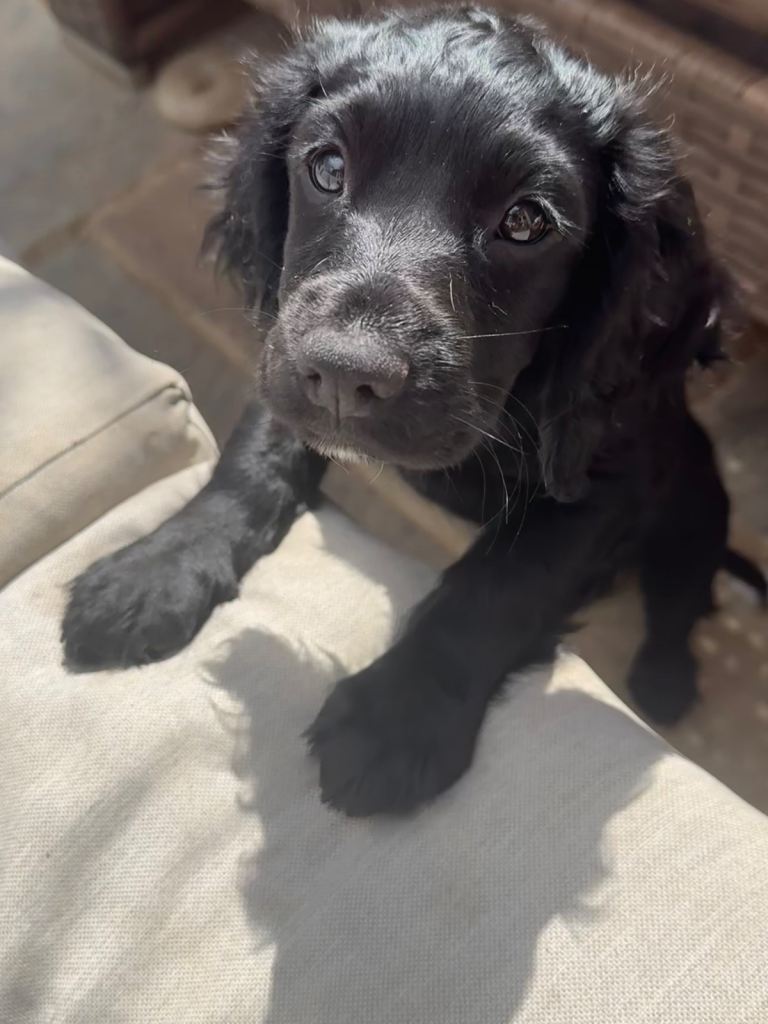 The most adorable black Sprocker female pup available now from a loving family home. 