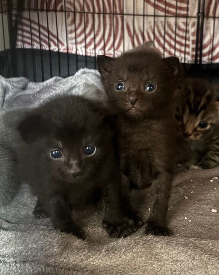 Kittens 