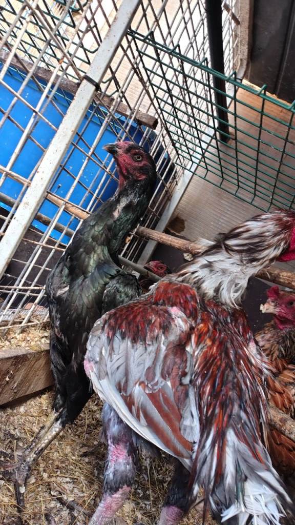  samo chicken breed 