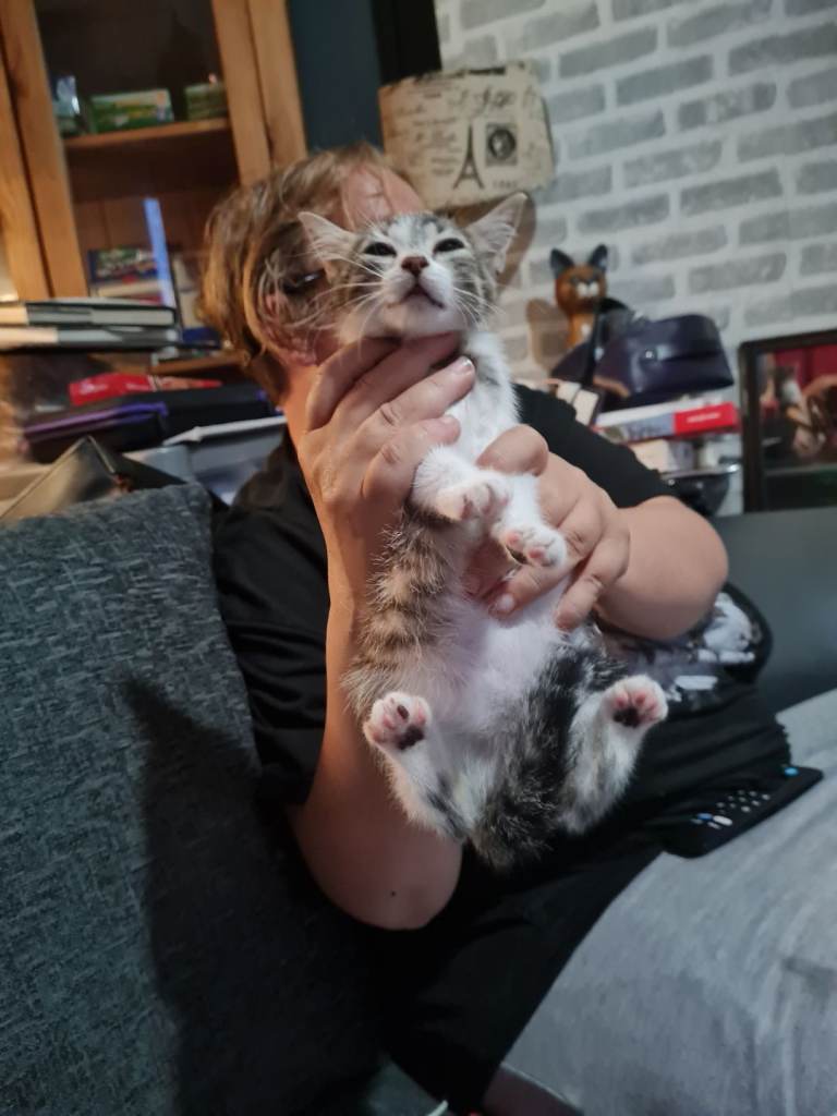 8 week old kittens 