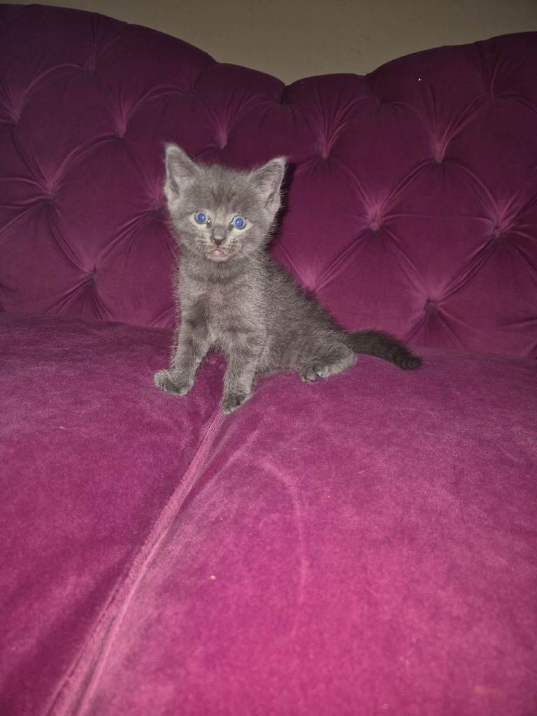 4 x Male Kittens Ready in 2 weeks