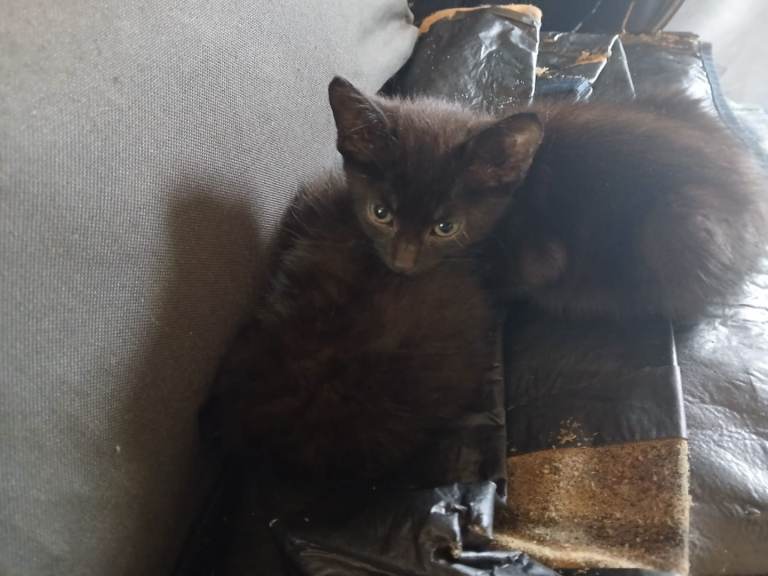 Gorgeous black kittens 