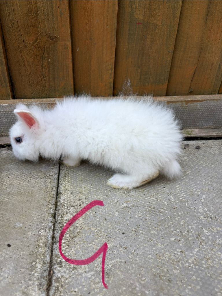 Baby rabbits 