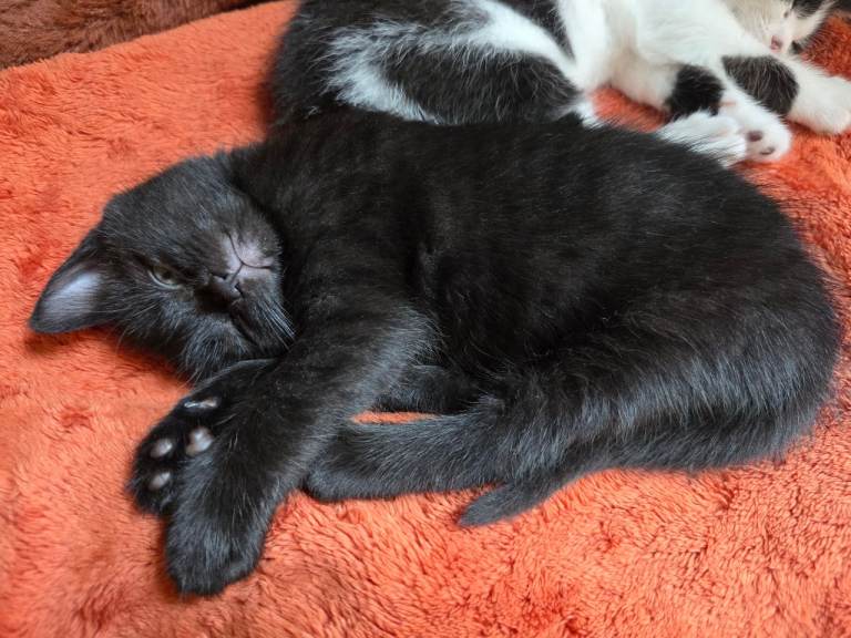 Kittens for Sale, Westbury-on-Trym BS10
