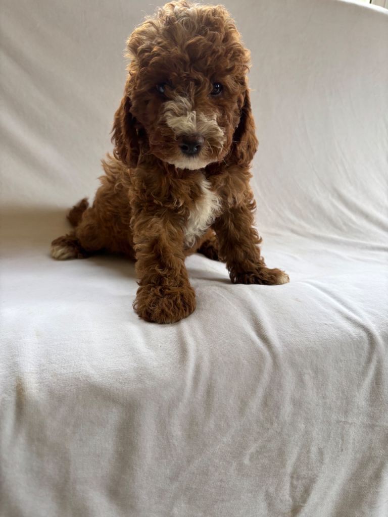 Red f1b Cavapoo puppies 
