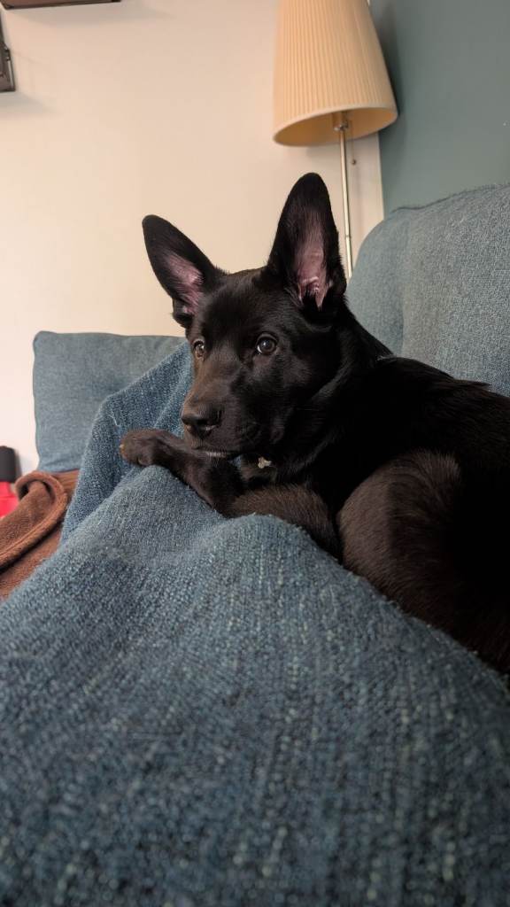 Puppy needs rehoming 