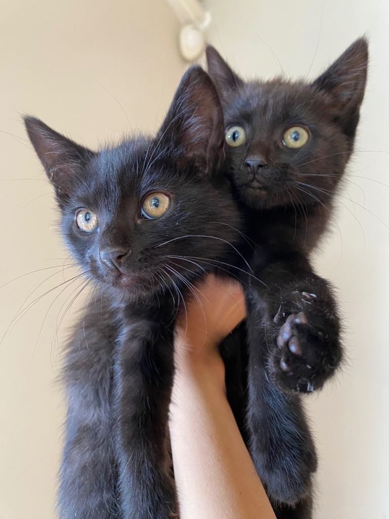 Beautiful Black Kittens For Sale
