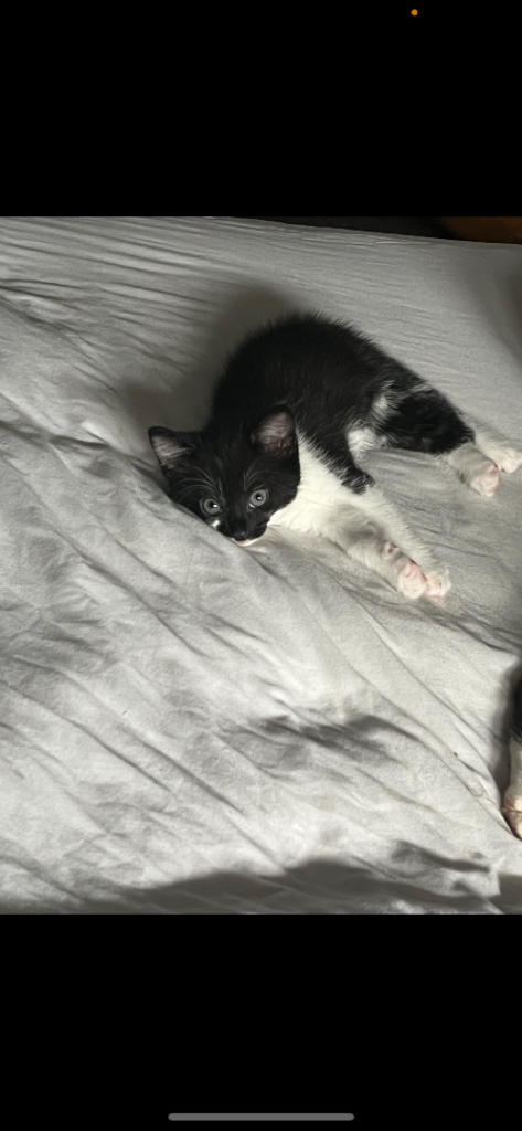 2 beautiful boy kittens 