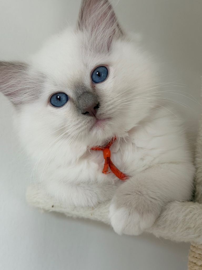 💜 Stunning Male Lilac Point Ragdoll Kitten for Sale  