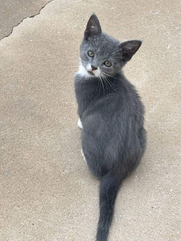 Kittens