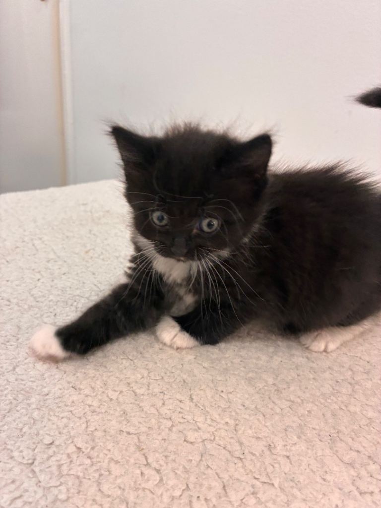 Kittens for sell
