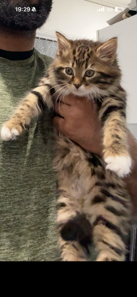 4 month old kitten