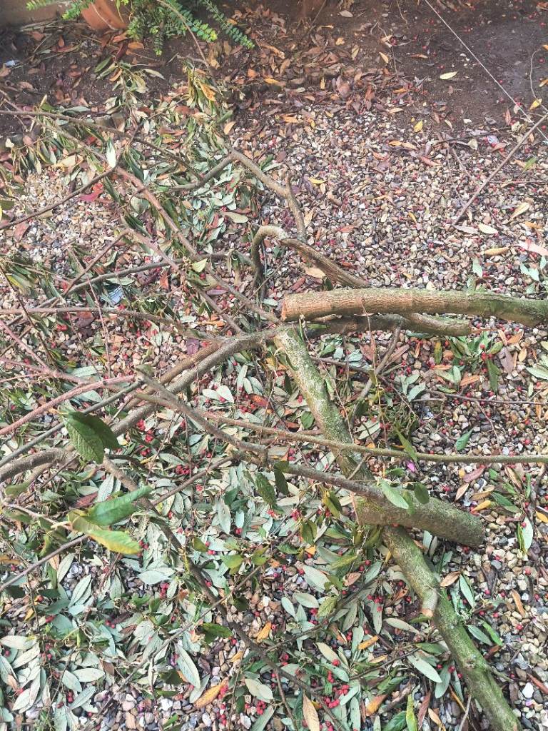 bay tree firewood