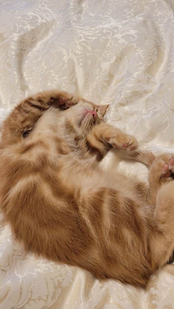 Available Beautiful ginger girl is  looking for their forever families 