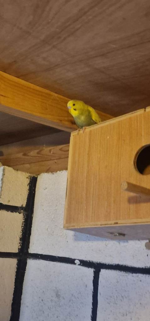 Budgies for sale in Bradford 