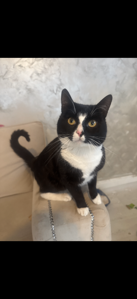 Cat needing rehoming 