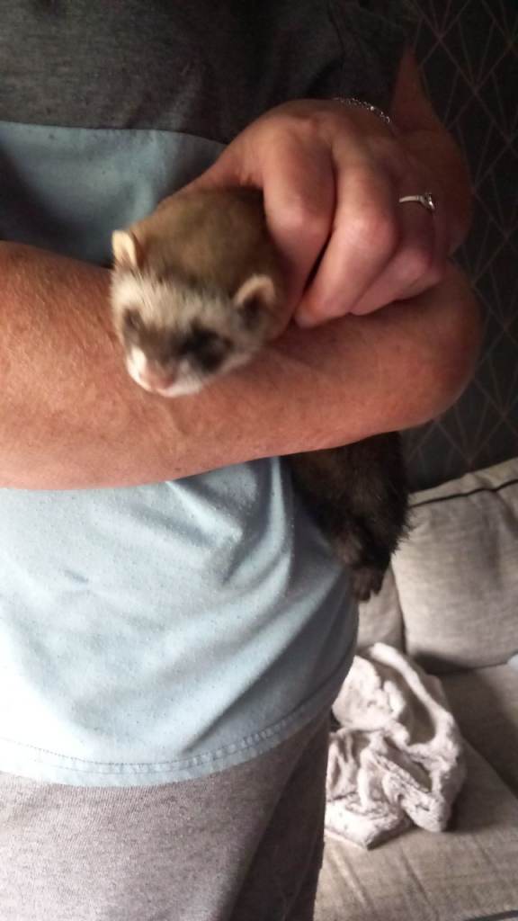 3 hob ferrets/polecat for sale