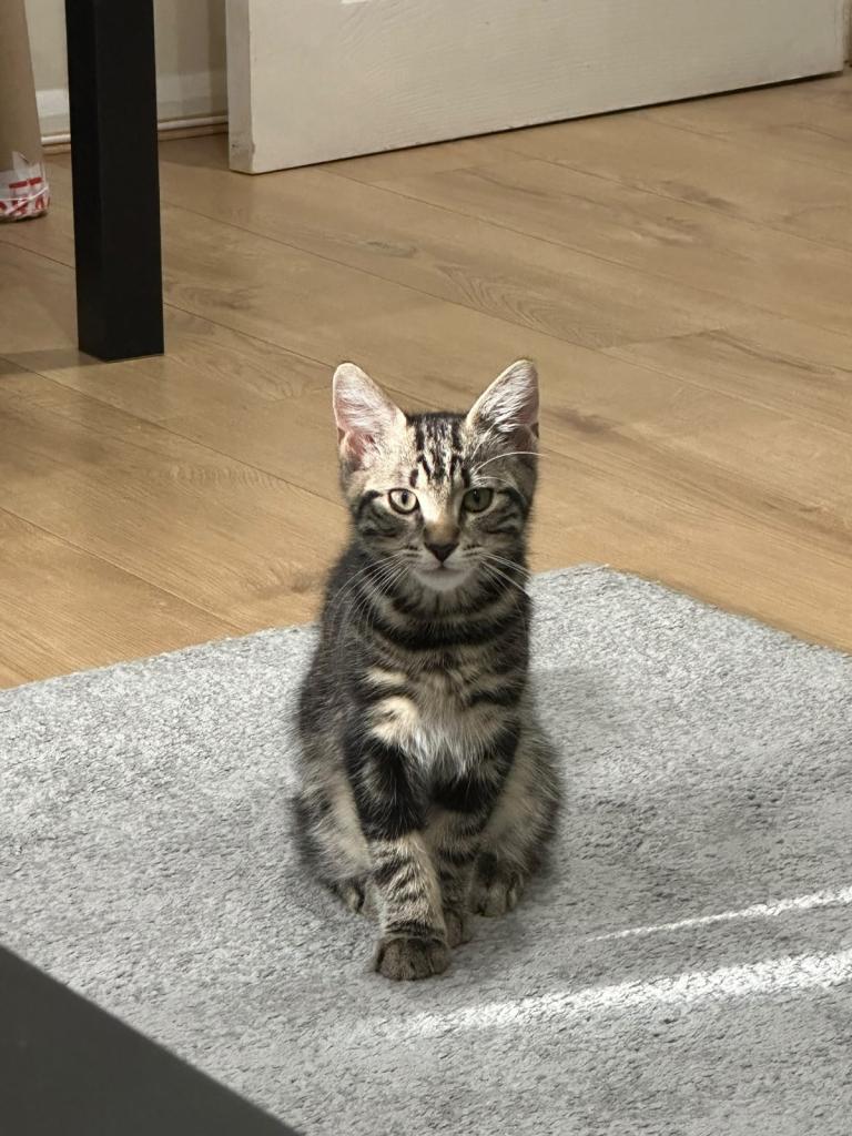 Friendly and playful Tabby kitten
