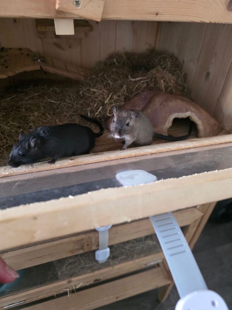 Gerbils for sale 🐹 