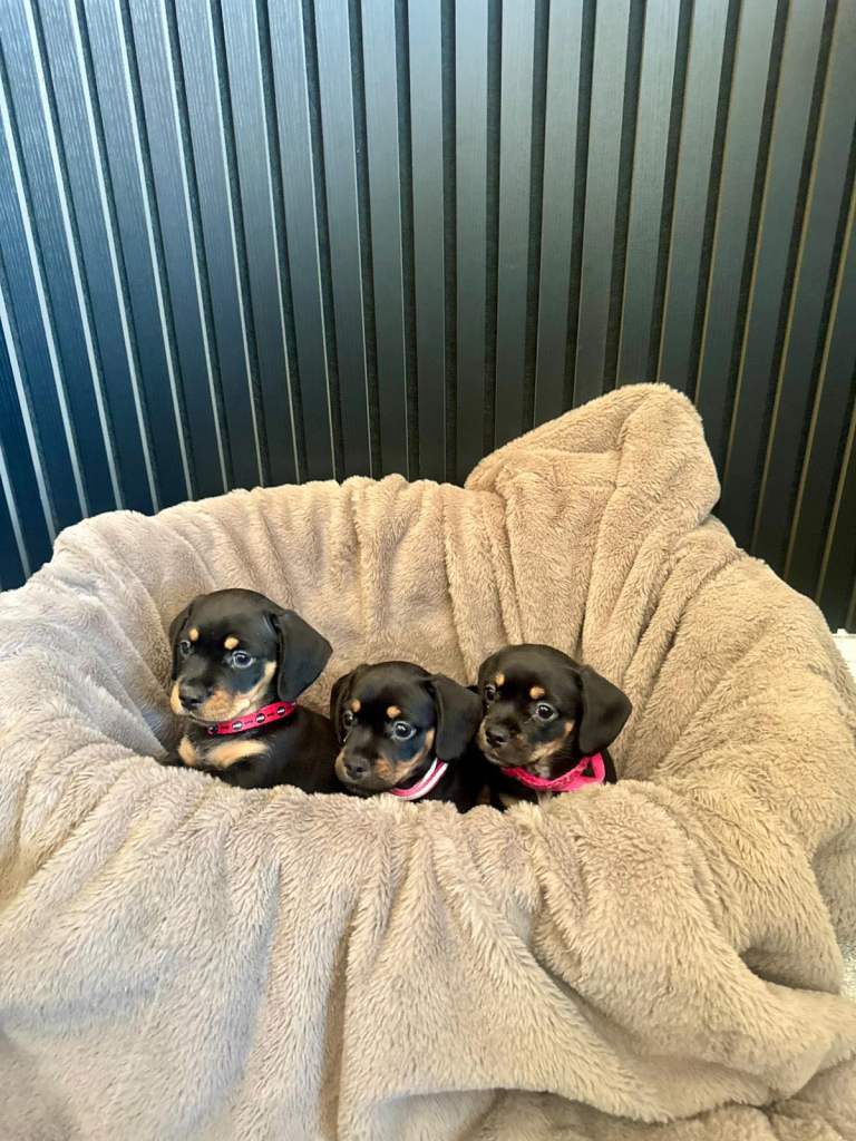 Miniature dash hound cross