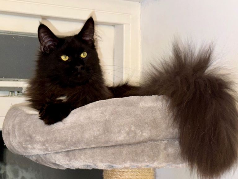 Gorgeous Black Smoke Purebred Maine Coon