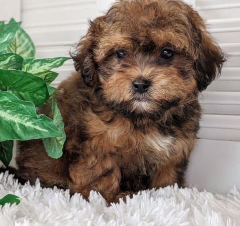Lhasapoo puppies 2 females available 