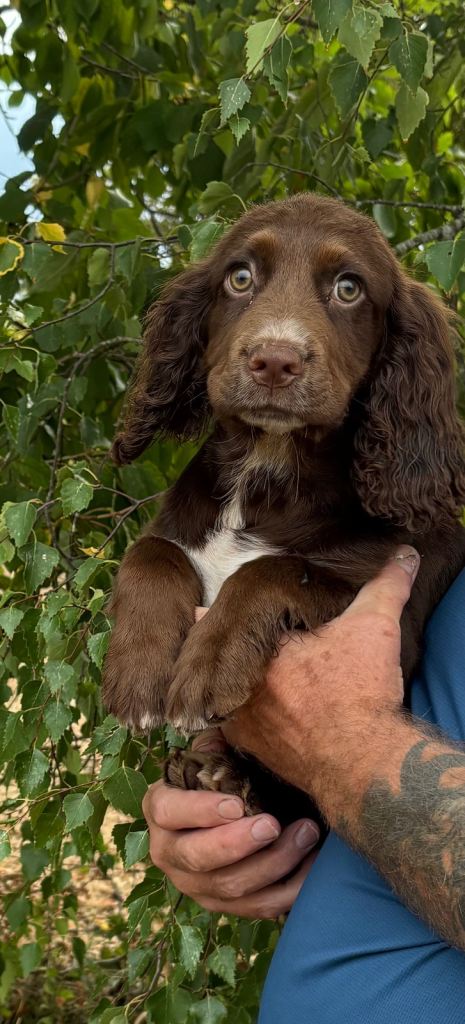 Cocker spaniel puppies