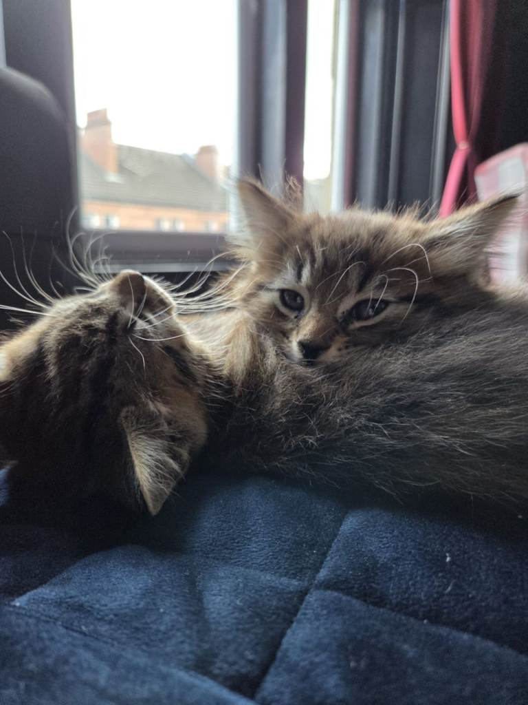 Kittens for sale