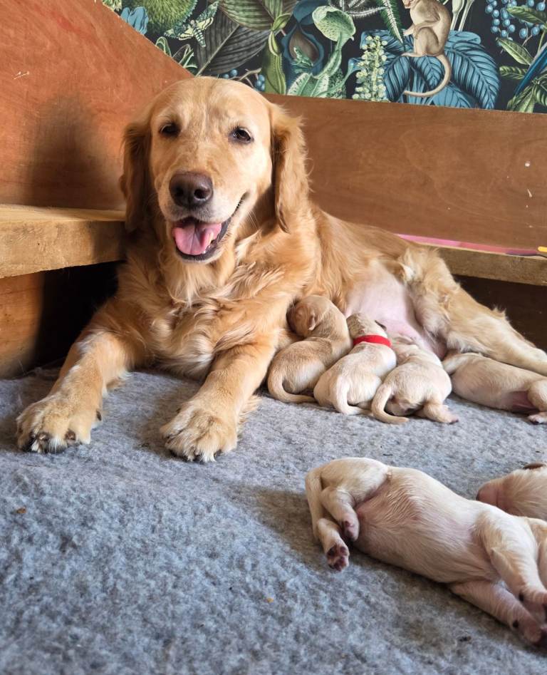 KC Registered Golden Retriever puppies for sale 🐾