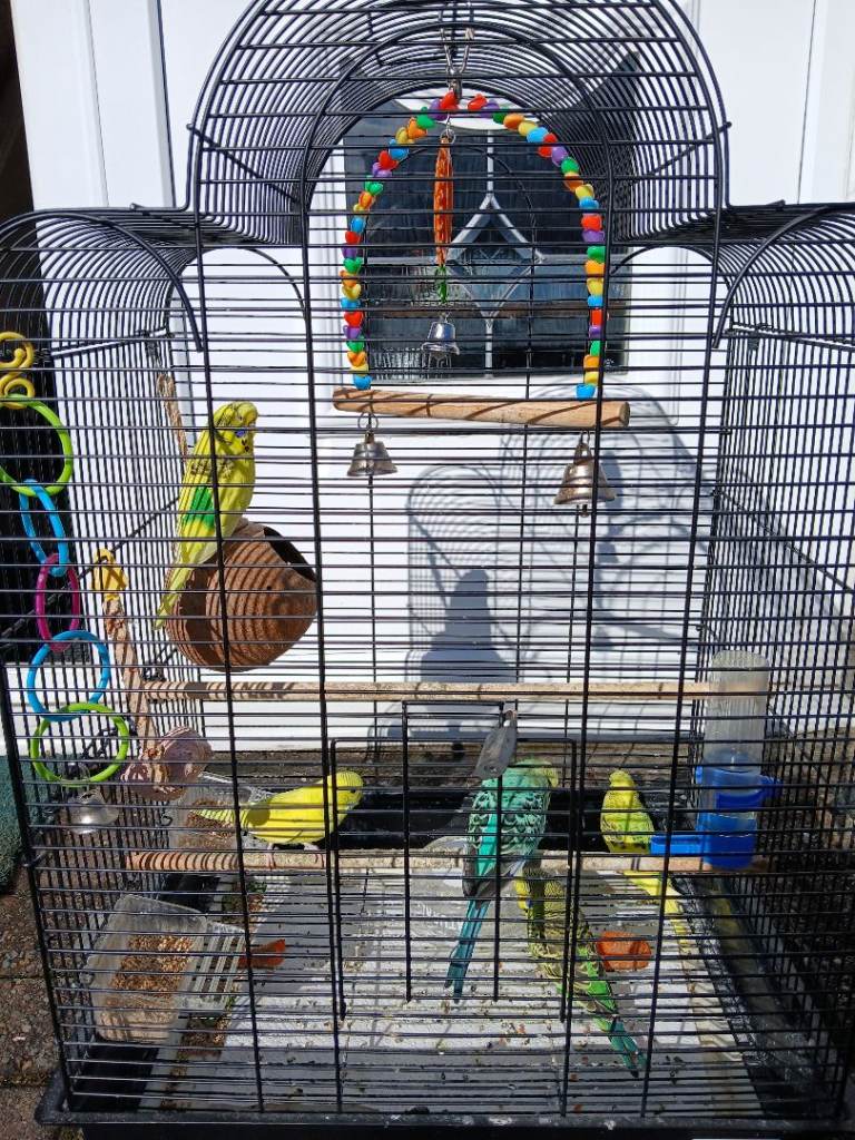 Complete Budgie Package: 5 Beautiful Birds + Full Setup