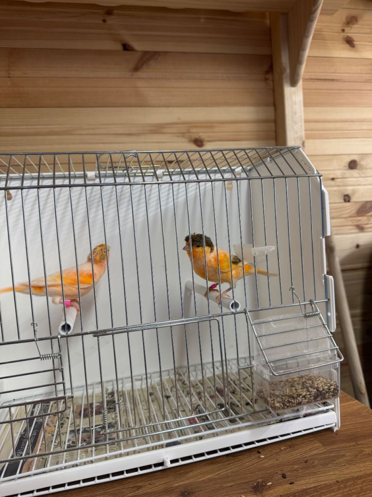 Red mosaic & harlequin 